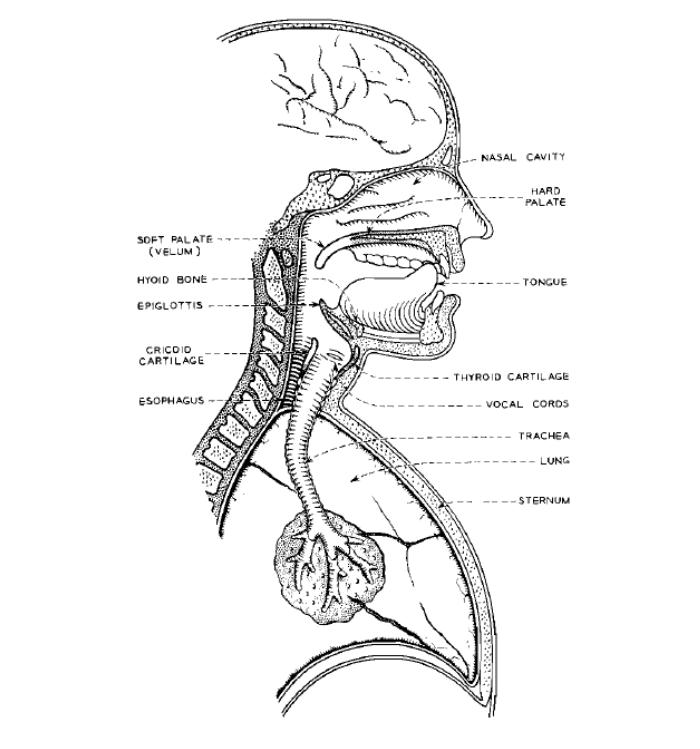 A Schematic of the parts of the human body responsible for producing speech.