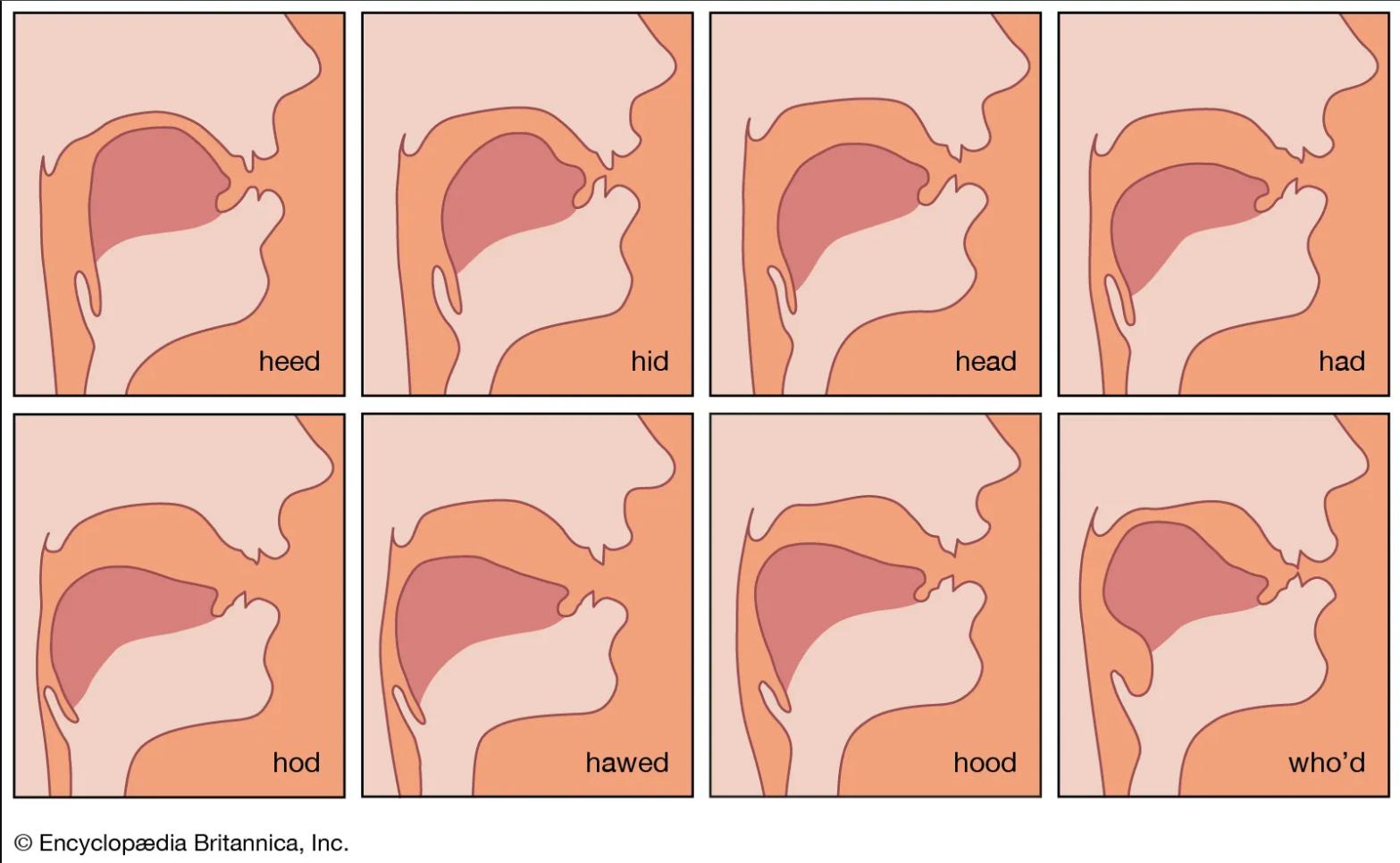 A schematic of the tongue positions for various words